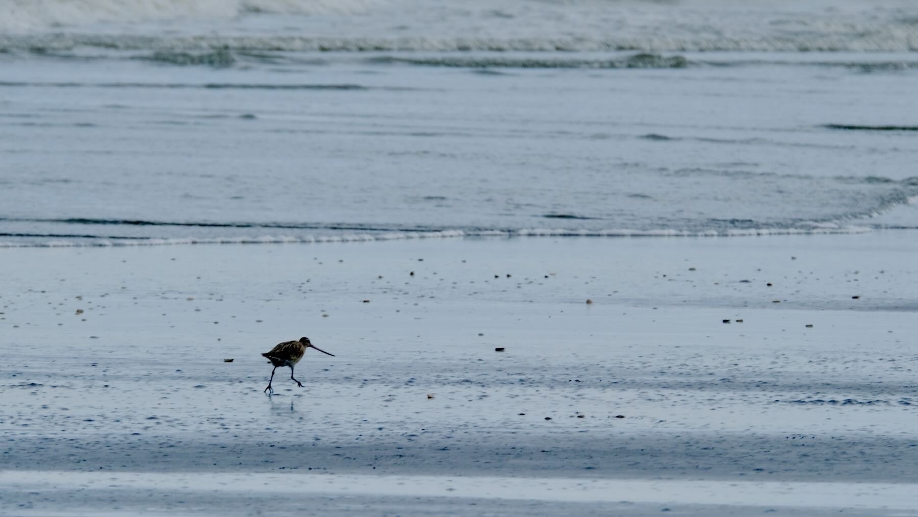 Another long-beaked wading bird in the beach shallows. 