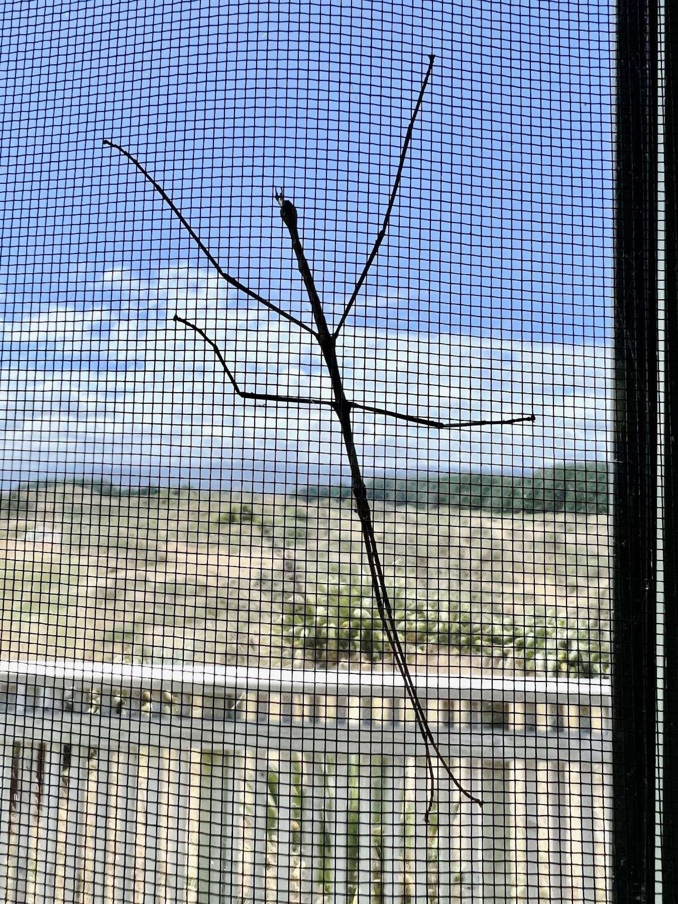 Stick insect on insect screen. 