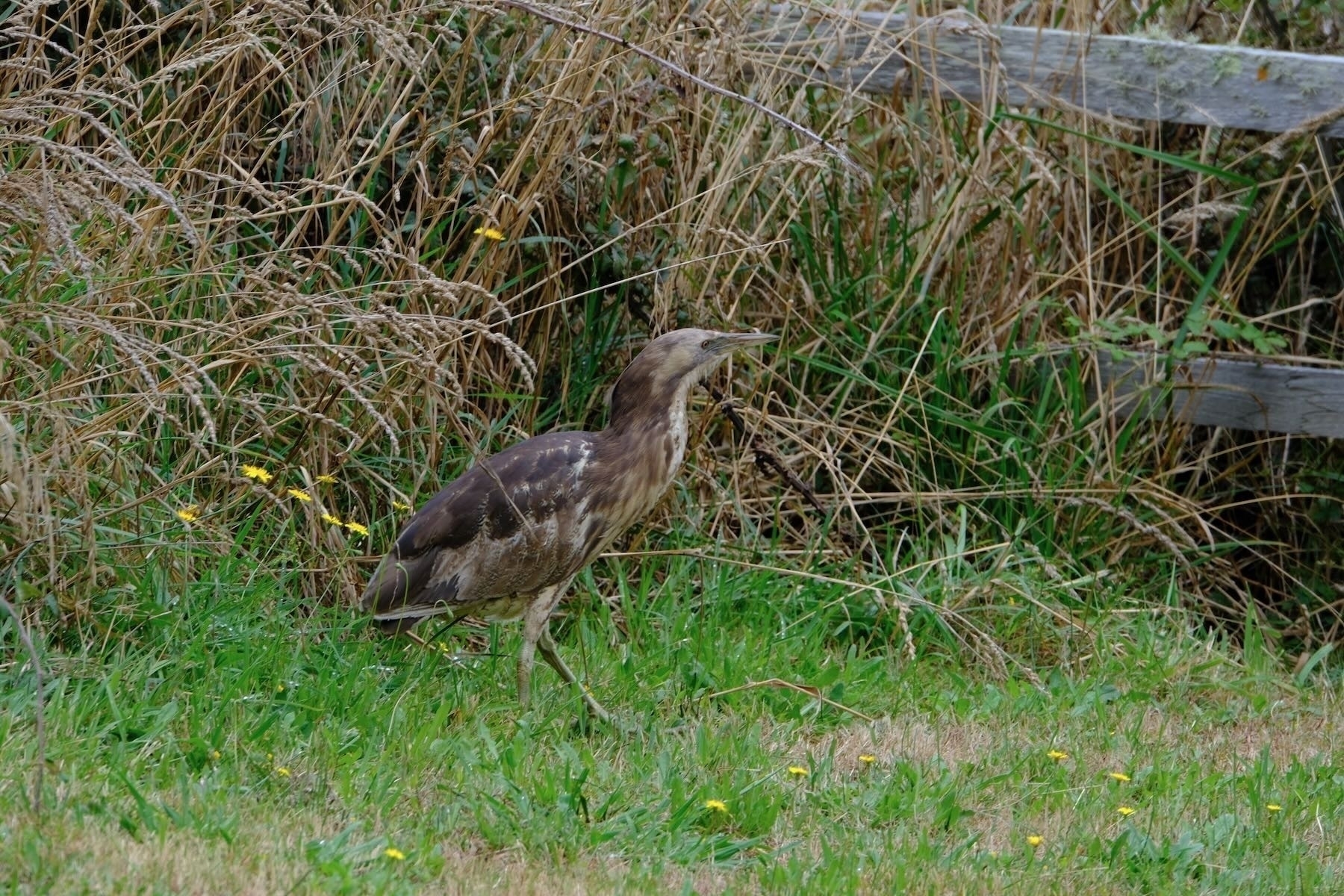 Large brown stripy bird by long grass. 