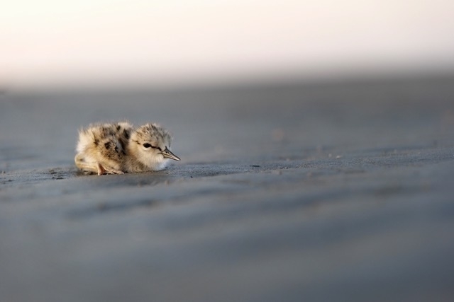 Very small baby bird sitting on beach. 