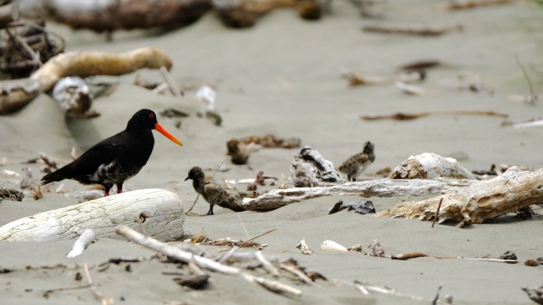 Adult Oystercatcher with 2 chicks, on sand amongst driftwood. 